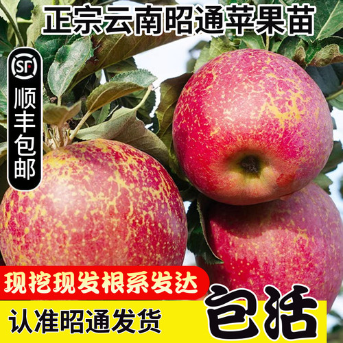 昭通冰糖心丑苹果树苗红露