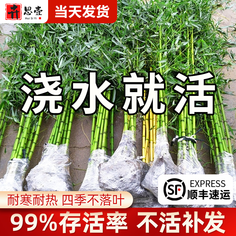 竹子苗庭院室内盆栽毛黄金