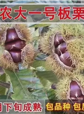 早熟矮化高产稳产板栗苗  农大一号板栗树苗 8月成熟 特好吃