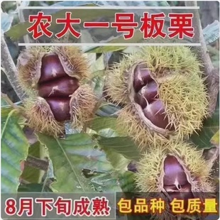 早熟矮化高产稳产板栗苗  农大一号板栗树苗 8月成熟 特好吃
