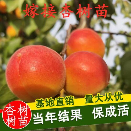 杏树苗特大早熟甜子丰园红