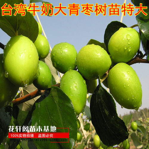 枣树嫁接苗台湾牛奶大青
