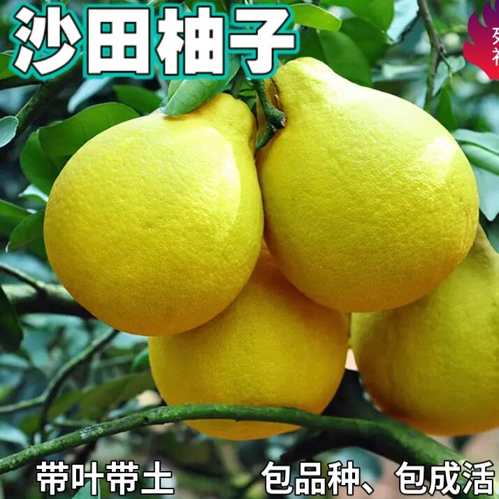 梅州沙田柚苗带土南北方庭院特大果树苗盆栽嫁接柚子树苗当年结果