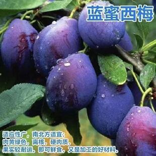 纯甜蓝蜜西梅树苗嫁接西梅皇后法兰西梅女神苗当年结果苗地栽盆栽