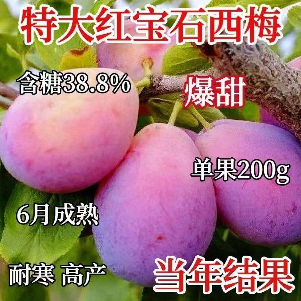 特大红宝石超甜西梅嫁接西梅皇后女神李子苗当年结果南北方种植