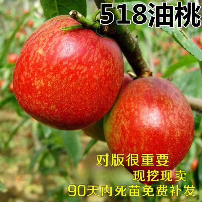 极早熟油桃 极早黄金油桃黄肉518油桃苗 嫁接桃苗果树苗