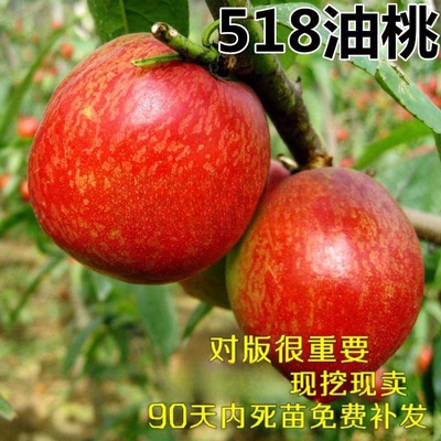 极早熟油桃黄金肉518苗嫁