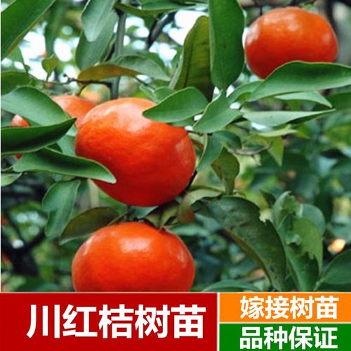 正宗川红桔橘大袍子柑陈皮