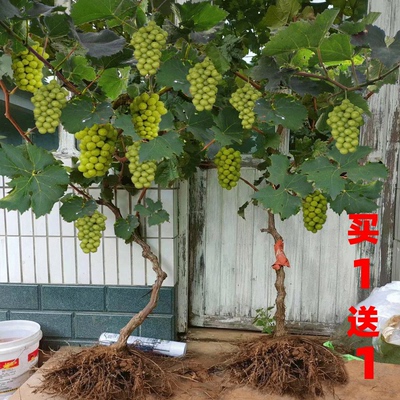 特大阳光玫瑰葡萄树苖无核