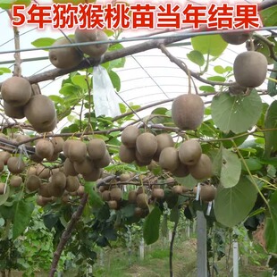 红心猕猴桃树果苗嫁接公母同株徐香软枣猕猴桃南北方种植果树果苗