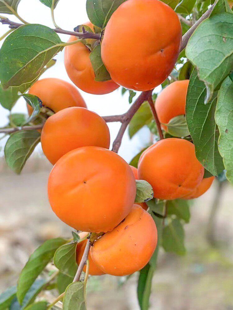 柿子树地栽嫁接树苗南北方种植当年结果无核脆柿子甜柿盆栽