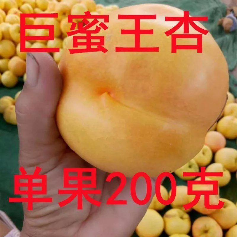 杏树苗嫁接正宗巨蜜王杏子苗当年结果南北方种植地栽庭院杏果树苗