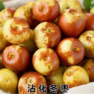 冬枣苗枣树苗沾化冬枣苗嫁接苗二代冬枣树苗脆甜大枣南方北方种植