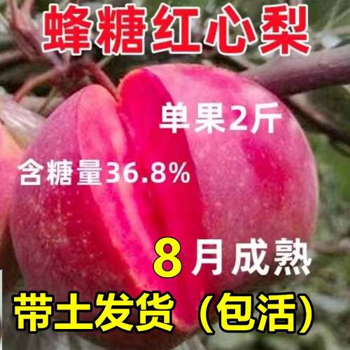 梨树果苗嫁接新品种红肉活