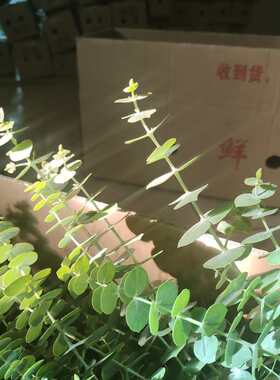 尤加利叶大枝条鲜切花节日装饰客厅花束配叶清新水养插花装饰推荐