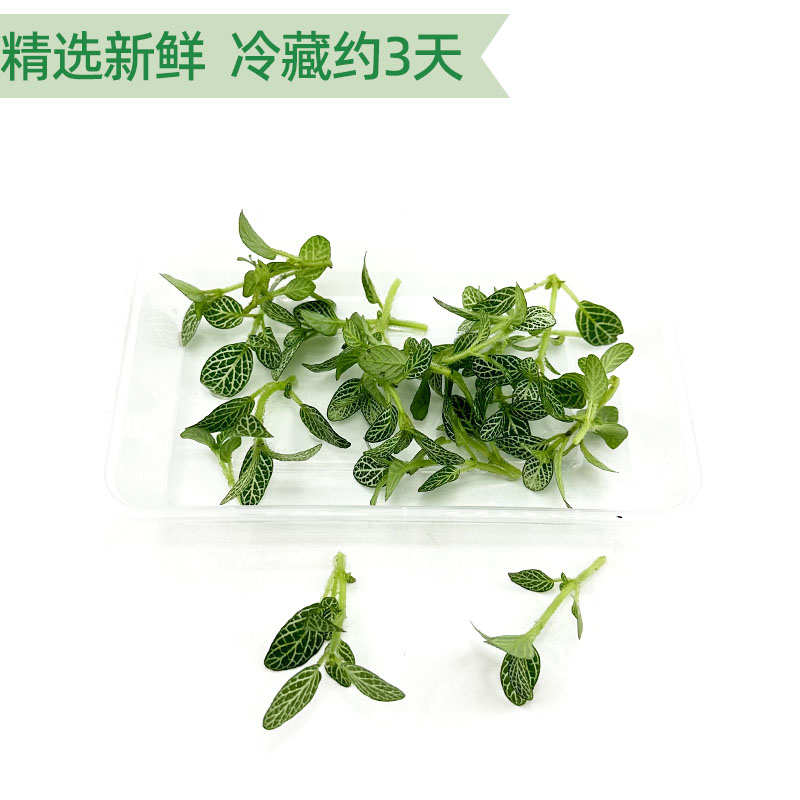 绿网纹草新鲜白网纹叶日料西餐摆盘日料蛋糕烘培装饰点缀花草20