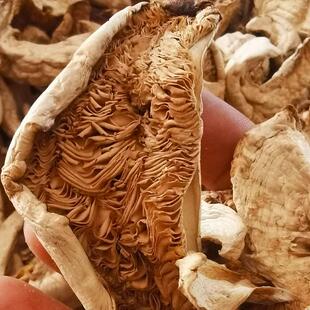 内蒙古特产呼伦贝尔产草原大白蘑花脸蘑舌尖美味大白蘑新品干货