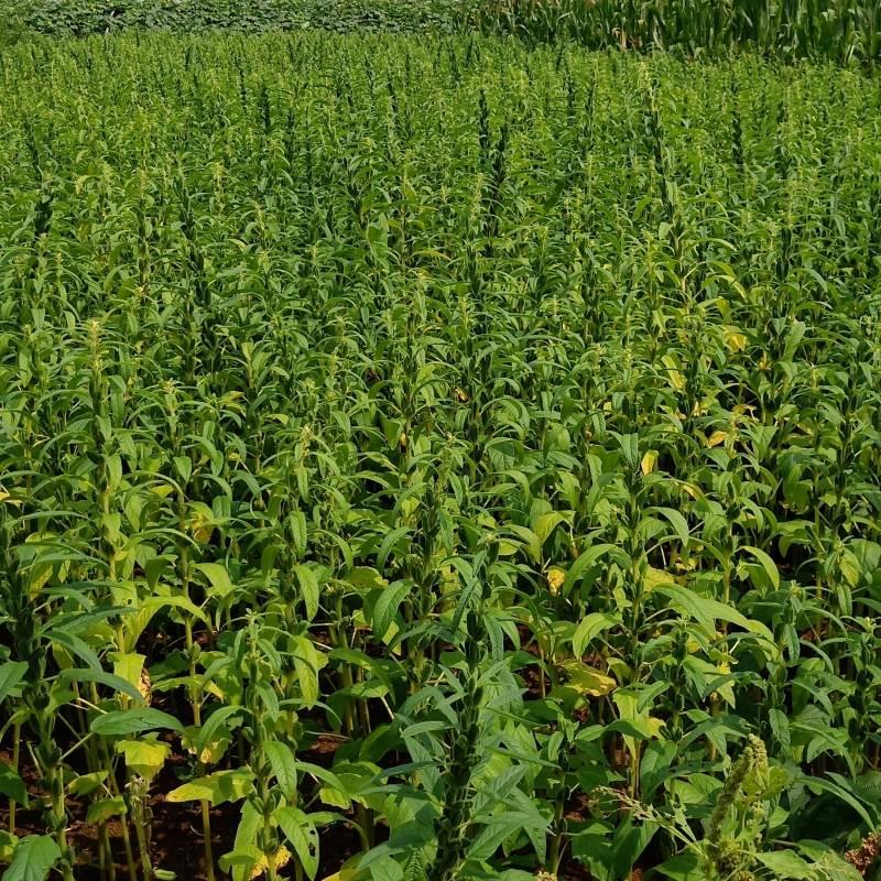 土特产新货安徽农家自产带皮生白芝麻干净无沙芝麻散批散装非脱皮 粮油调味/速食/干货/烘焙 特色米/面粉/杂粮 原图主图