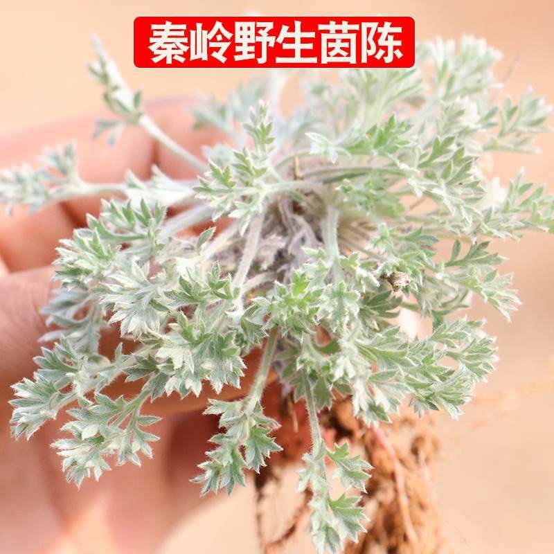 秦岭新鲜茵陈现挖嫩芽新货白蒿野菜整颗陕西绵茵陈干货三月茵陈茶