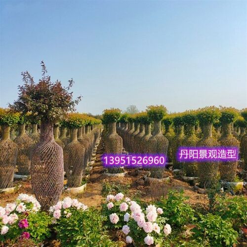 紫薇造型花瓶 紫薇m编织造型树 庭院别墅风景树 当年开花 紫薇花
