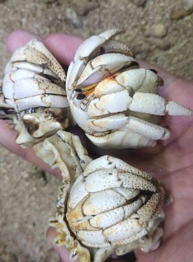 白色草莓寄居蟹陆寄I居蟹宠物蟹赏蟹阁