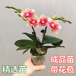 蝴蝶兰盆栽年宵花卉带花苞四季开花不断阳台庭院办公室内植物绿植