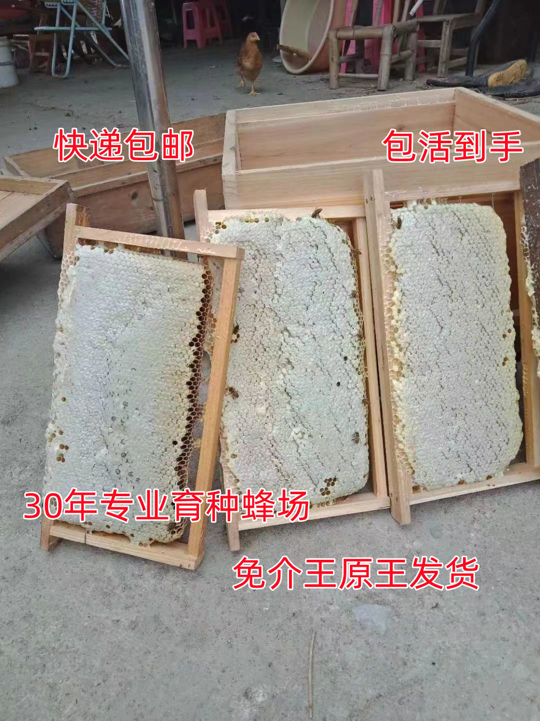 中蜂蜂群双色蜜蜂蜂群笼蜂土蜂群蜜蜂蜂王种王蜜蜂带子脾原群产王