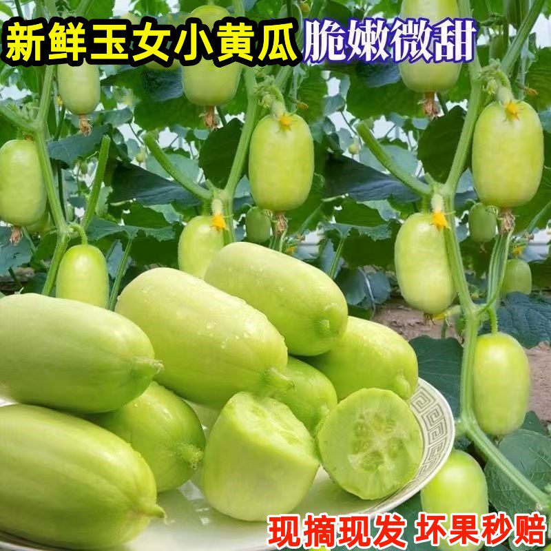 山东玉女小黄瓜新鲜拇指青枣黄瓜脆甜多汁孕妇宝宝爱生吃的黄瓜5