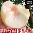 水蜜桃脆甜桃白毛桃非白凤桃新鲜水果整箱 顺丰蒙阴奶油大白桃当季