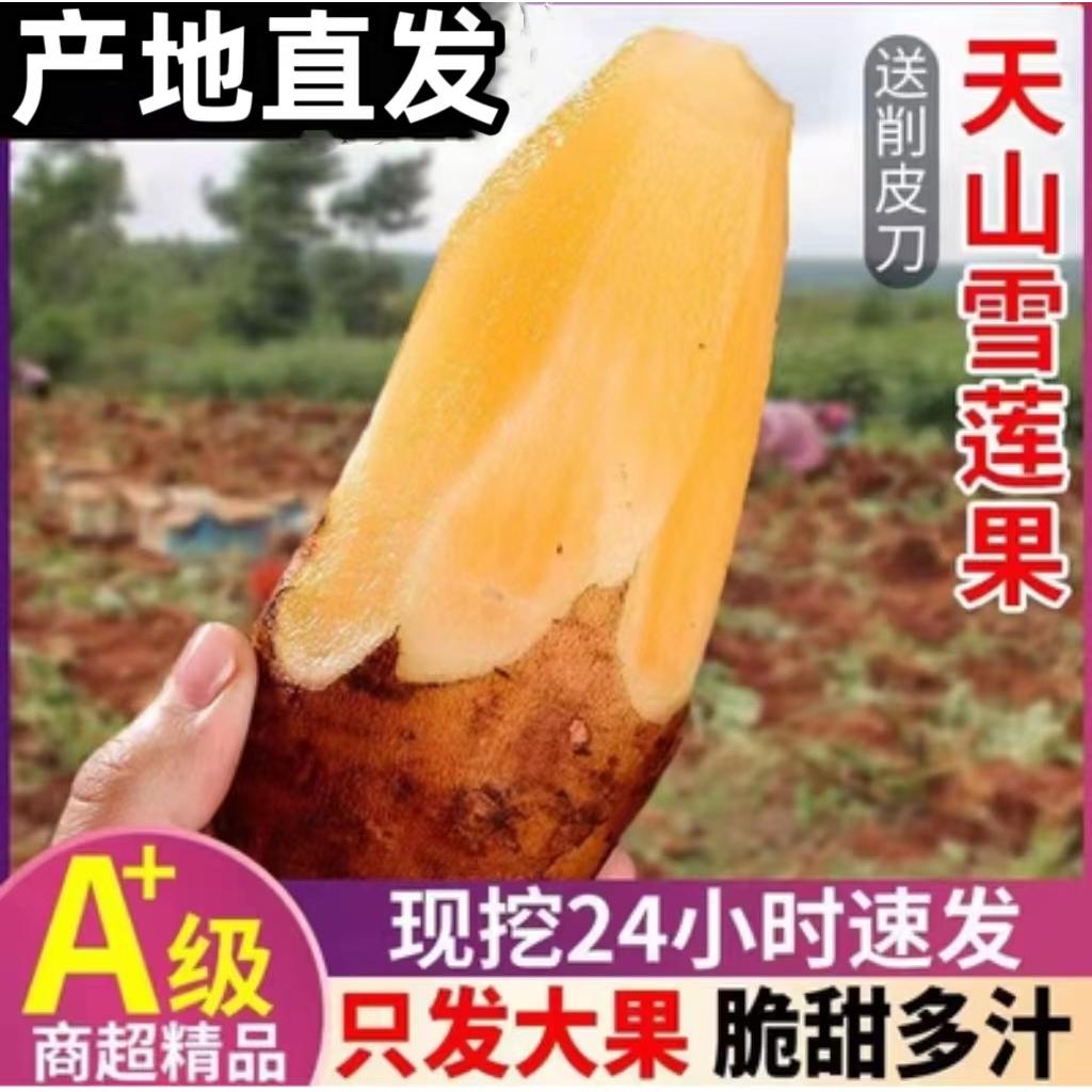 雪莲果新鲜水果9斤应当季现挖红黄心一级云南雪天山连果整箱包邮