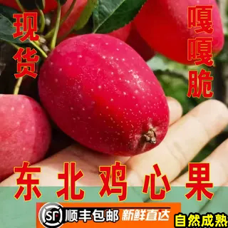 东北鸡心果新鲜采摘脆甜大秋果海棠龙丰果吉林四平小苹果 精品5斤图片