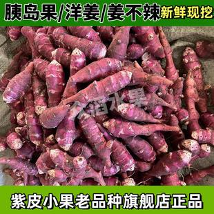 现挖胰岛果洋姜新鲜红皮洋生姜鬼子姜不辣红果腌酱泡咸菜甜姜菊芋