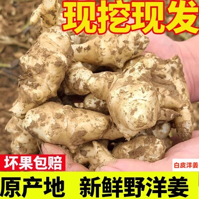 陕西洋姜新鲜现挖野鬼子不