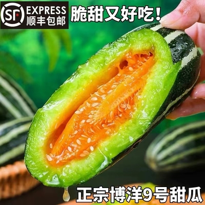 现摘现发山东头茬精品博洋9号甜瓜 新鲜时令水果香瓜脆瓜蜜瓜顺丰