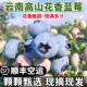 水果脆甜 顺丰空运 云南花香蓝莓新鲜鲜果L25品种孕妇宝宝当季