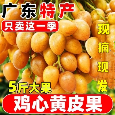 正宗广东鸡心黄皮果新鲜现摘黄弹子酸甜水果当季孕妇整箱顺丰
