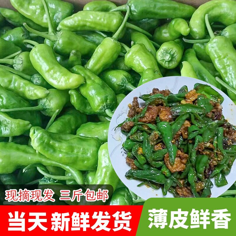 正宗江西余干特产土辣椒新鲜产地农家自种子弹头小青椒薄皮青辣椒