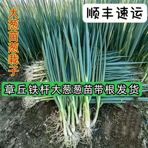 正宗章丘新鲜生吃葱苗葱秧