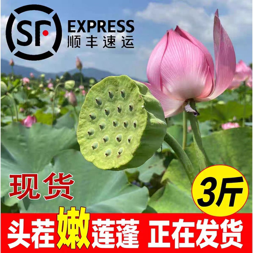 顺丰现摘新鲜莲蓬脆甜生吃