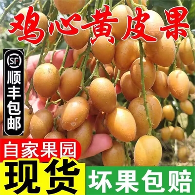 正宗广东鸡心黄皮果新鲜现摘