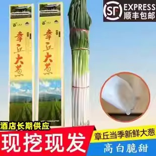 2025新鲜正宗百脉泉章丘大葱脆甜水果大葱5斤8斤礼盒装顺丰包邮