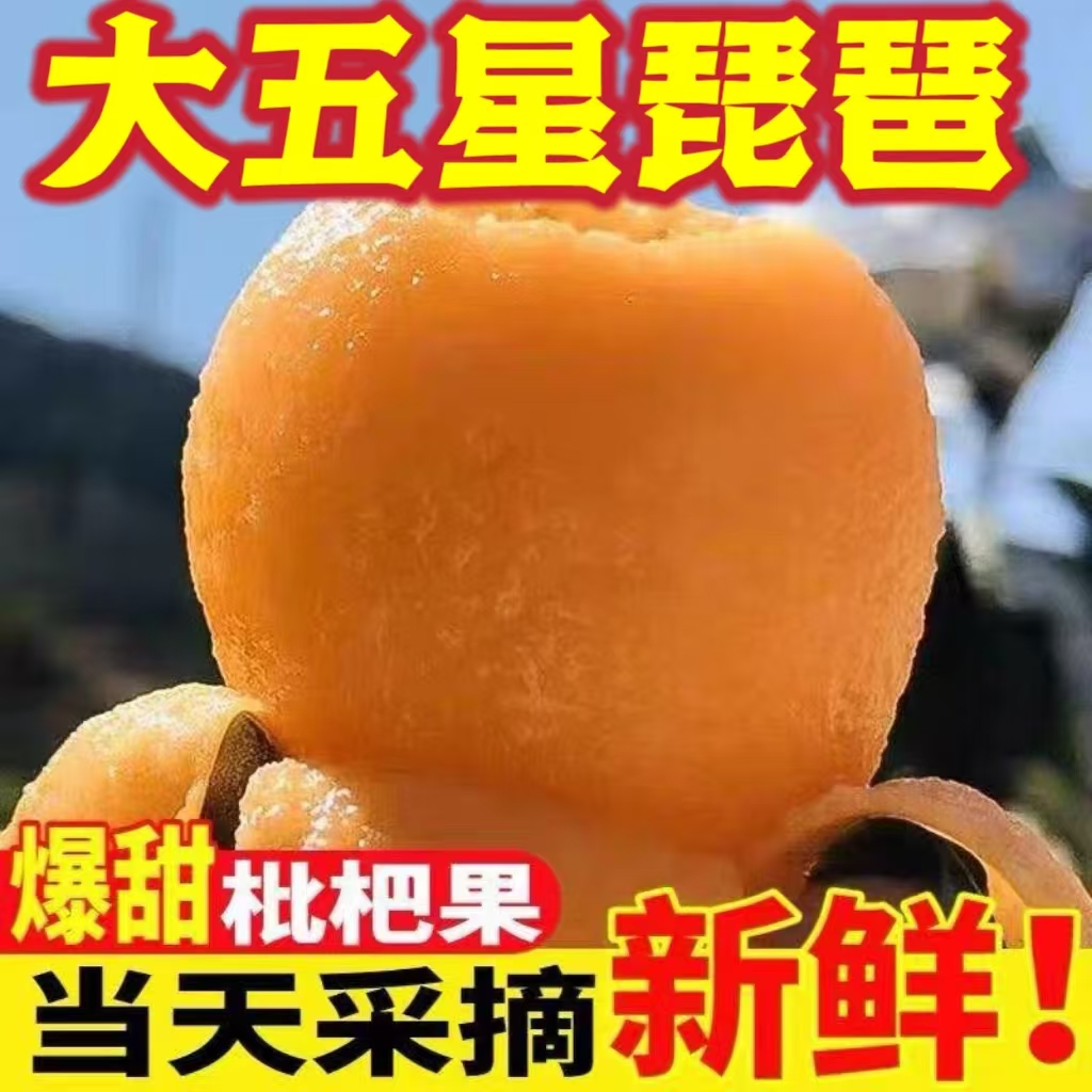 现货高山大五星新鲜大果甜枇杷当