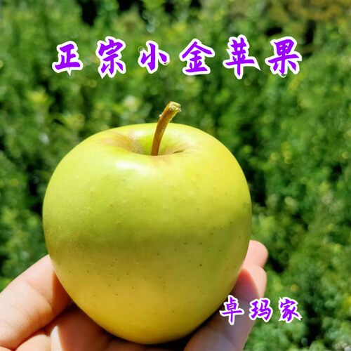 四川阿坝州小金苹果原新鲜现摘小金县生态青苹果酸甜脆小时候味道