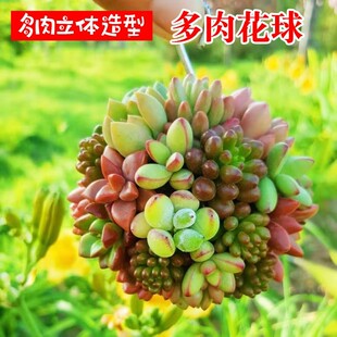 香香多肉植物体多肉花球造型DQJ0hUsw组景花盆肉立肉创意微观造型