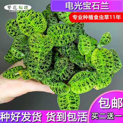 热销电光宝石兰绿闪电宝石兰玉雨林缸水陆缸造景小苗绿植盆栽耐阴