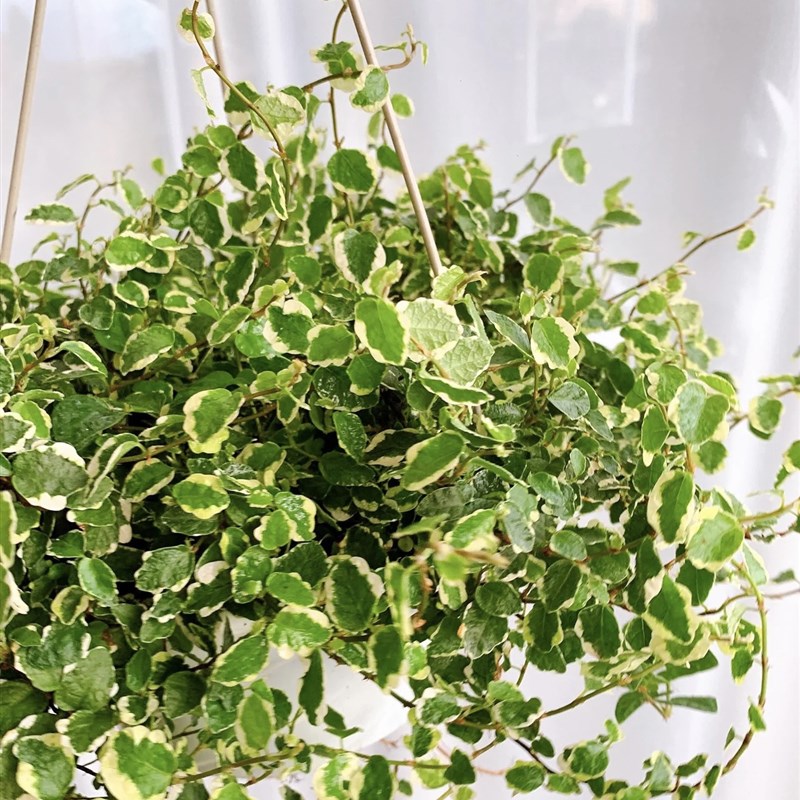 热销青叶花叶薜荔 热带雨林水陆缸耐阴藤蔓植物盆栽 垂吊爬墙花镜