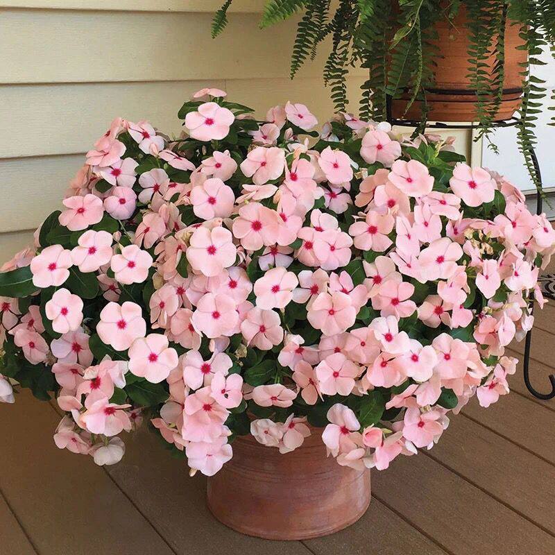 长春花紫荆花盆栽带花苞阳台庭院楼顶好养四季开花不断带花发货