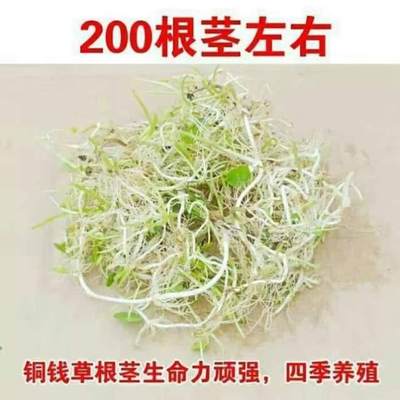 简约水养养水绿栽植金钱草培植室气花POG内草籽水培碗莲家用盆空