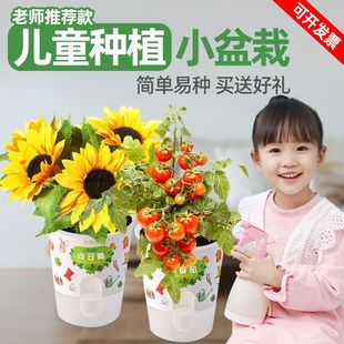儿童种植盆栽幼儿园植物小盆栽创意迷你花卉小花农开心农场微景观