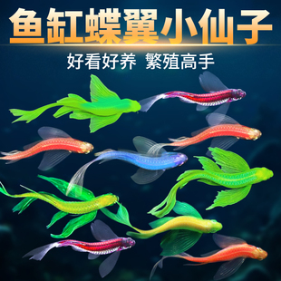 热带观赏鱼红蓝斑马鱼小型金鱼苗观赏鱼蝶翼精品孔雀红绿灯科活体